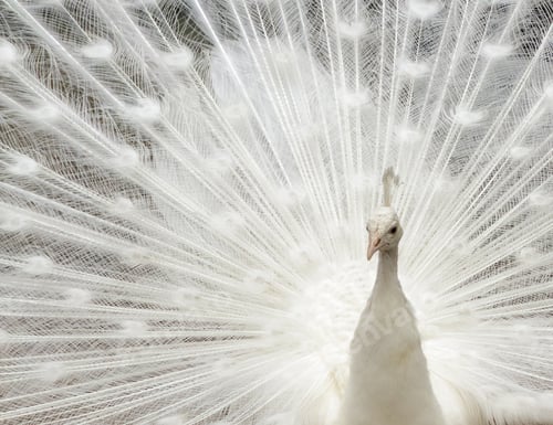 Preview: White Peacock With Feathers Spread