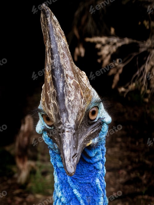 Preview: Cassowary Portrait Close Up