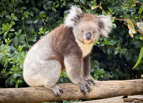 Preview: Koala In Tree