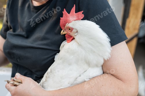 Preview: Female holding white chicken close-up in outdoor setting. International Respect for Chickens Month