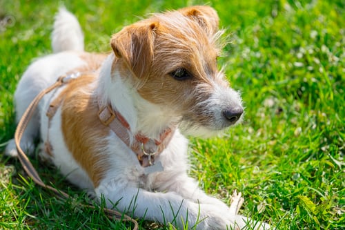 Preview: Jack Russell Terrier dog lying on green grass in park