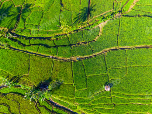 Preview: Beautiful morning view in Indonesia, panoramic landscape of rice fields with mountain ranges and cle