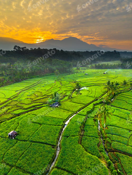 Preview: Terraced Rice Fields at Sunrise in Indonesia. Beautiful panoramic view of terraced rice fields surro