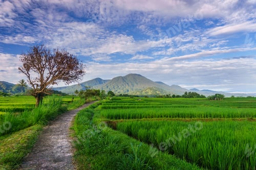 Preview: Beautiful morning view in Indonesia, panoramic landscape of rice fields with mountain ranges and cle
