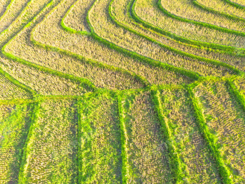 Preview: Terraced Rice Fields at Sunrise in Indonesia. Beautiful panoramic view of terraced rice fields surro