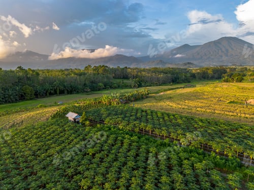 Preview: The natural beauty of the Indonesian mountains with beautiful tropical forests at sunrise
