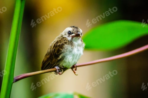 Preview: Small wild bird perched quietly on branch with soft green background