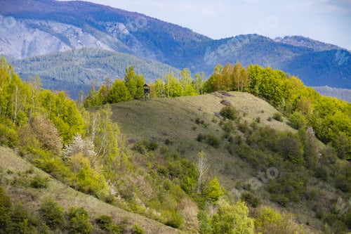 Preview: Fresh Green Meadow in Early Summer