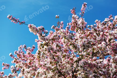 Preview: Spring blossoms covering tree branches against clear blue sky.