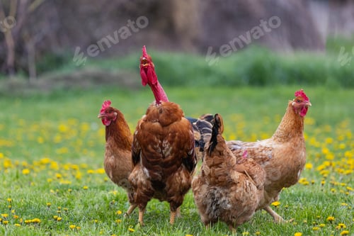 Preview: Chickens grazing in a grassy farmyard setting.