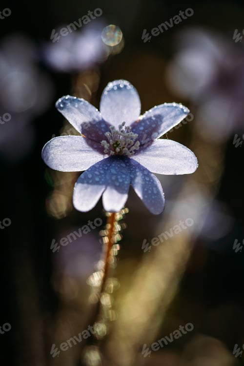 Preview: Fresh blooming Hepatica (liverleaf or liverwort) flowers.