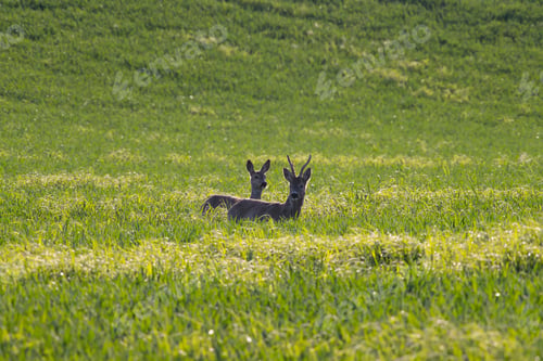 Preview: Roe deer walking in green agricultural fields