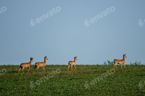 Preview: Roe deer walking in green agricultural fields