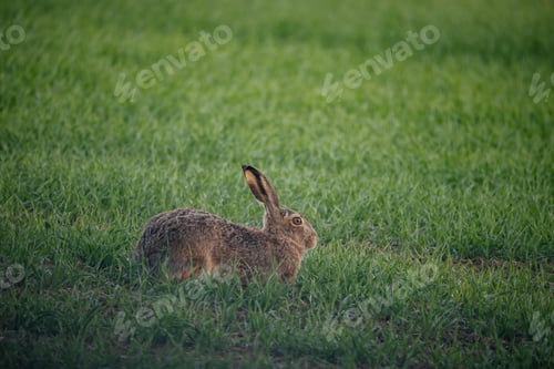 Preview: Hare in moravian landscape.
