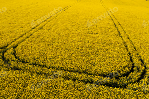 Preview: Aerial drone view of agriculture, rapeseed landscape in Moravia
