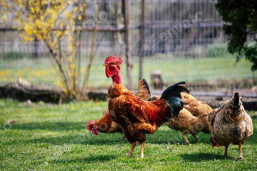 Preview: Chickens grazing in a grassy farmyard setting.
