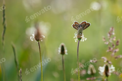 Preview: Butterfly in a blade of grass in a meadow