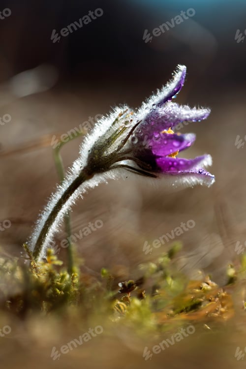 Preview: Pulsatilla grandis - Beautiful pasque flower