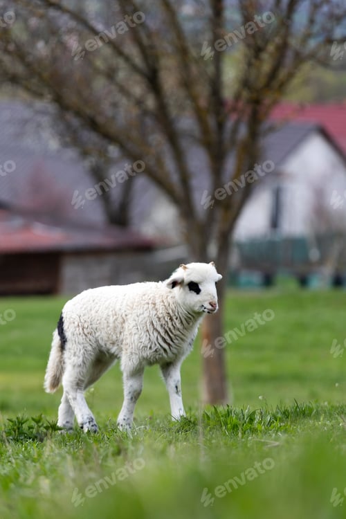 Preview: Little lamb in green grass.