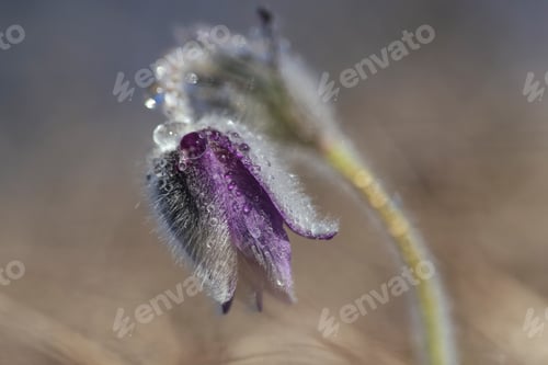 Preview: Pulsatilla grandis - Beautiful pasque flower