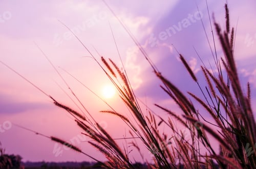 Preview: Sunset grass wind autumn meadow in countryside. Beautiful sunset golden grass field beautiful natura