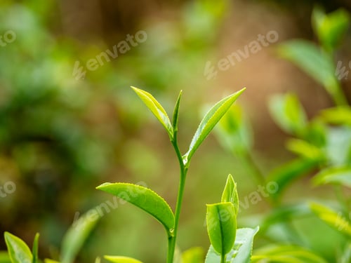 Preview: Close up Fresh Tree Green tea plantations mountain green nature in herbal farm plant background morn