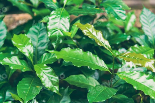 Preview: Fresh coffee bean green leaf bush berry plant arabica garden. Agriculture Green coffee tree growing