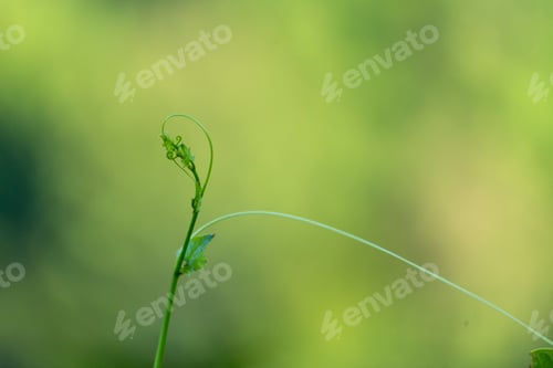 Preview: Green leaf background textures ecology garden on tropical rain forest jungle banana leaves palm tree