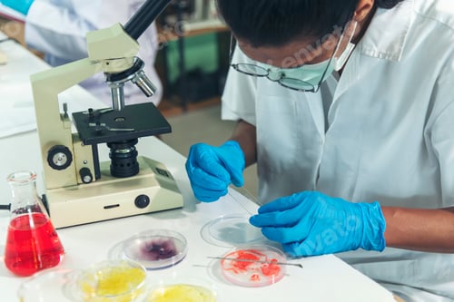 Preview: Close up Scientist man hands look at Glass Petri Dish use Microscope research in science laboratory.