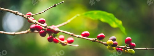 Preview: Banner coffee bean berry plant fresh seed. panoramic Ripe Red coffee tree growth green eco organic f