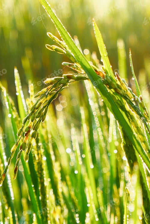 Preview: Vertical Horizon Rice Field Green agriculture ecosystem Asian rice paddy field Vietnam green farm. V