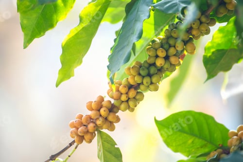 Preview: Yellow coffee bean berry plant fresh seed coffee tree growth in Yellow Bourbon eco organic farm. Clo