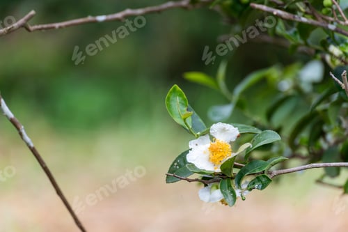 Preview: Green tea tree Flower fresh leaves in eco herbal farm. Tree tea plantations in morning sun light. Fr