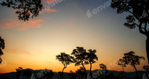 Preview: Golden sunshine sky tropical tree fields in sunny morning. Silhouette tree gold dawn mountain in spr