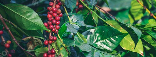 Preview: Banner coffee bean berry plant fresh seed. panoramic Ripe Red coffee tree growth green eco organic f