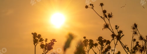 Preview: Banner Sunset grass wind autumn meadow in countryside. Panorama Beautiful sunset golden grass field