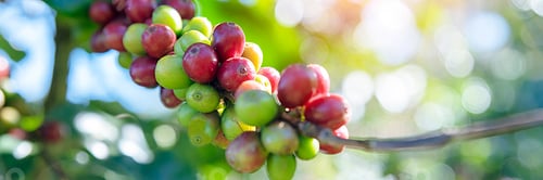 Preview: Banner hands harvest red seed in basket robusta arabica plant farm. Coffee plant farm Close up woman