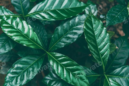Preview: Fresh coffee bean green leaf bush berry plant arabica garden. Agriculture Green coffee tree growing