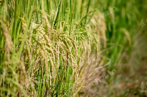 Preview: Rice Field Green agriculture ecosystem Asian rice paddy field Vietnam green farm. Harvest agricultur