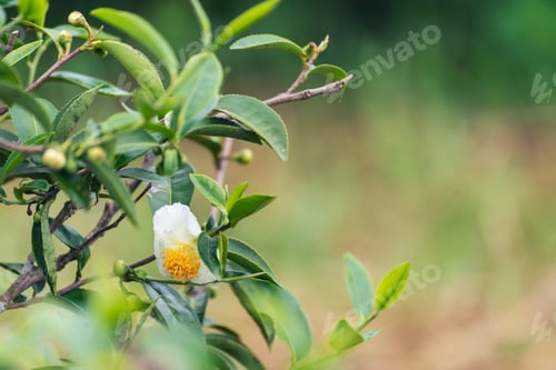 Preview: Green tea tree Flower fresh leaves in eco herbal farm. Tree tea plantations in morning sun light. Fr