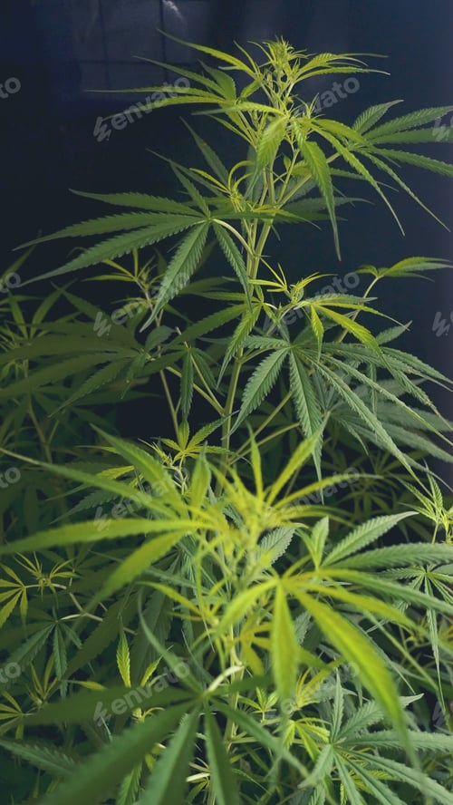 Preview: Green weed Marijuana Hemp leaf made cannabis crude oil medicine farm. CBC, THC herb agriculture