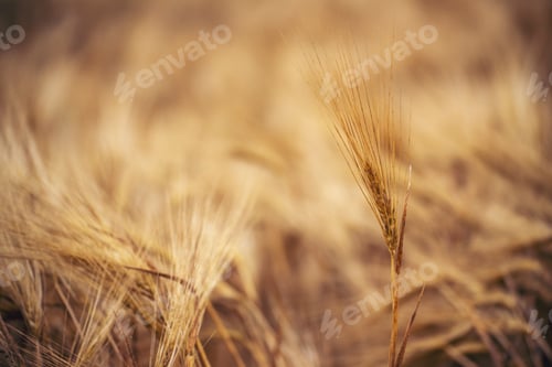 Preview: Golden Barley Ripe barleys on evening sunset cultivated natural farmland