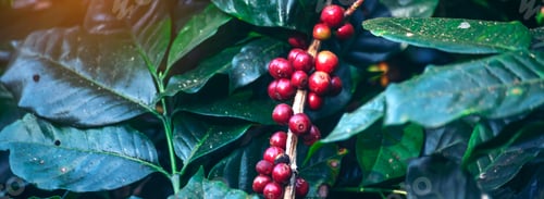 Preview: Banner coffee plant farm woman Hands harvest raw coffee beans. Panorama Ripe Red berries plant fresh