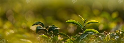 Preview: Banner Green tea tree leaves camellia sinensis organic farm sunlight. Panorama Fresh young tender bu