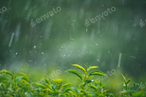 Preview: Green tea tree field Garden water hose landscape. Organic farm tender bud herbal Green tea tree in c