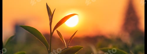 Preview: Banner Green tea tree leaves camellia sinensis organic farm sunlight. Panorama Fresh young tender bu
