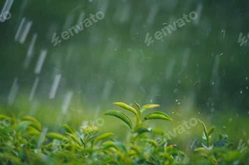 Preview: Green tea tree field Garden water hose landscape. Organic farm tender bud herbal Green tea tree in c