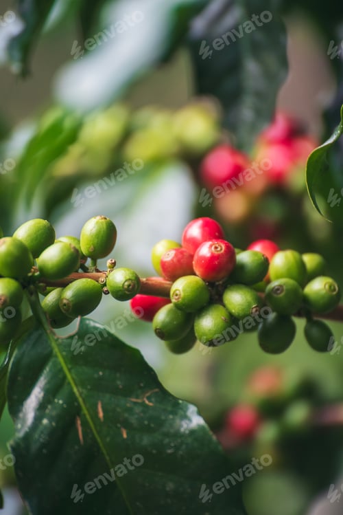 Preview: Vertical Coffee tree red green bean ripe seed robusta arabica berry harvest coffee garden. Fresh gre