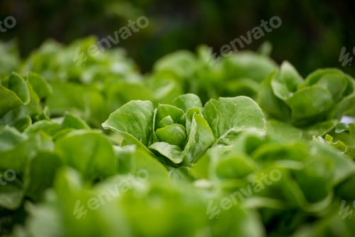 Preview: Close up fresh organic hydroponic vegetable plantation produce green salad hydroponic cultivate farm