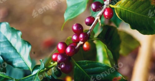 Preview: Ripe Red coffee bean berry plant fresh seed coffee tree growth in green eco organic farm. Close up r